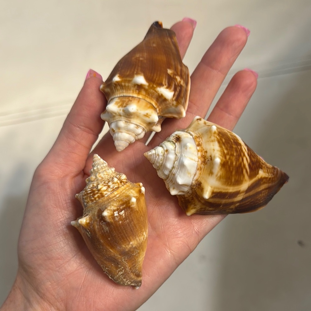 Real Florida fighting conchs